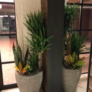 Interior Plants